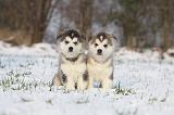 ALASKAN MALAMUTE 244